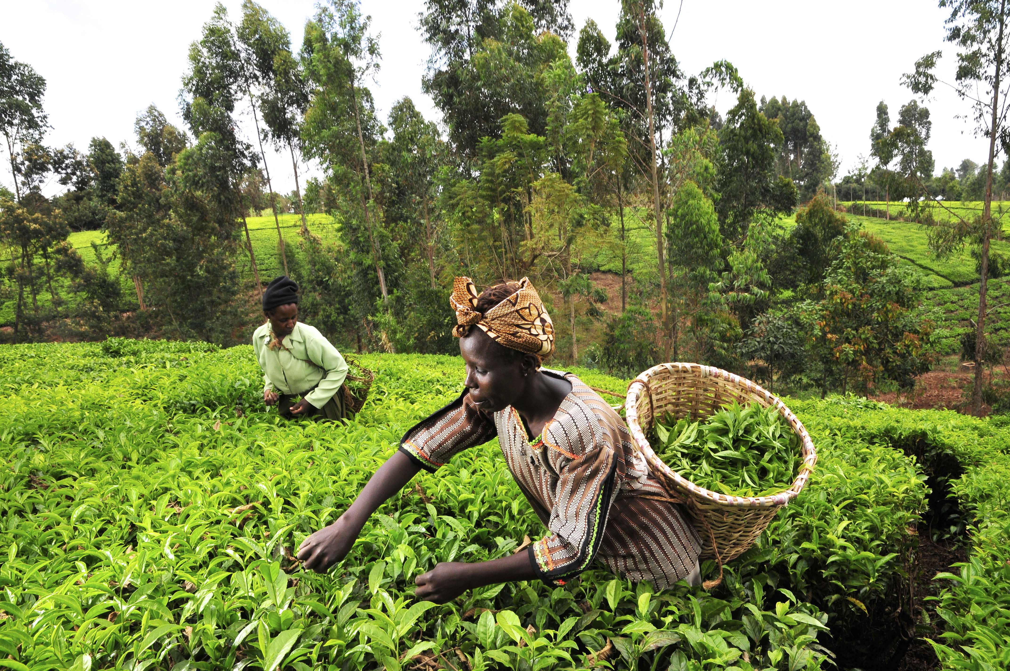Drawn Out Battle Over Genetic Resources Dampens Africa’s Hopes
