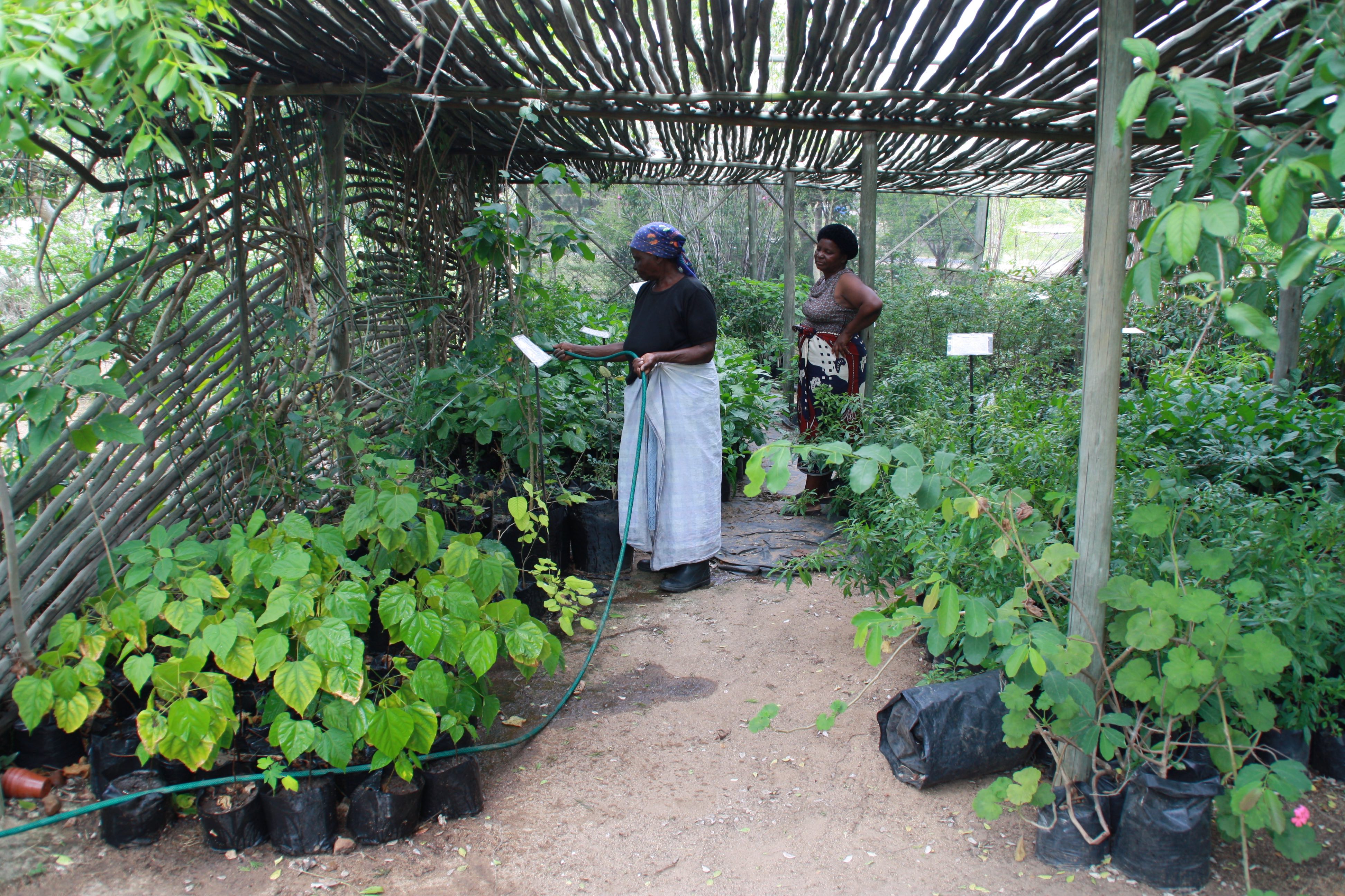 Recognizing Informal Sector Innovation: Implications for Traditional Knowledge Development in Africa