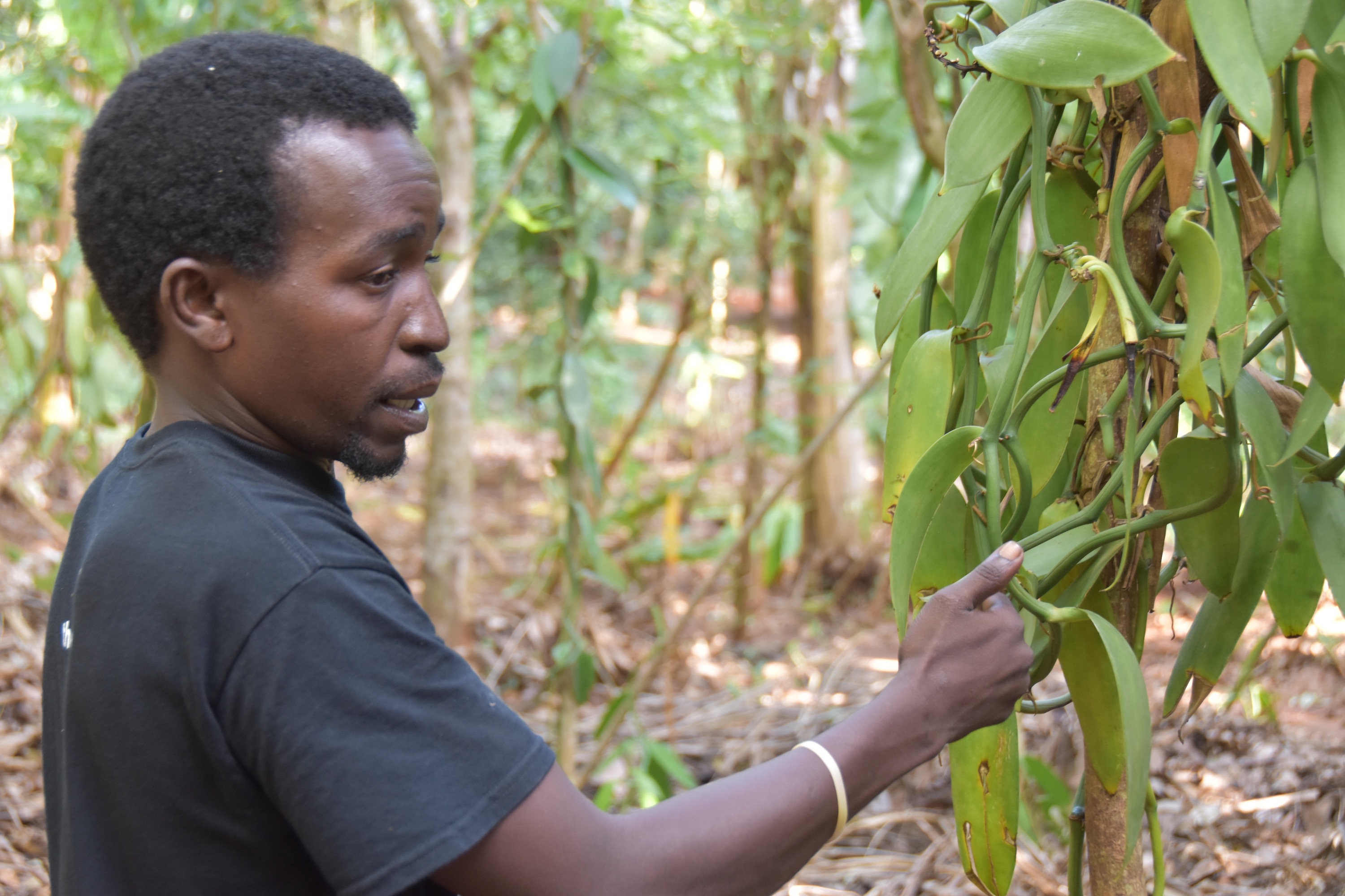 How DIY Biology can Improve Access to Digital Agricultural Technologies