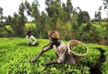 Drawn Out Battle Over Genetic Resources Dampens Africa’s Hopes