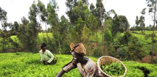 Drawn Out Battle Over Genetic Resources Dampens Africa’s Hopes