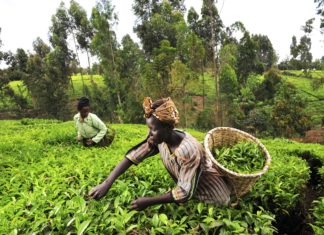 Drawn Out Battle Over Genetic Resources Dampens Africa’s Hopes