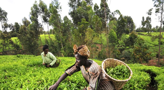Drawn Out Battle Over Genetic Resources Dampens Africa’s Hopes