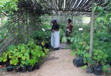 Recognizing Informal Sector Innovation: Implications for Traditional Knowledge Development in Africa