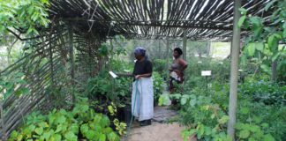 Recognizing Informal Sector Innovation: Implications for Traditional Knowledge Development in Africa