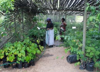 Recognizing Informal Sector Innovation: Implications for Traditional Knowledge Development in Africa