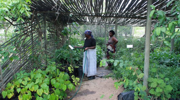 Recognizing Informal Sector Innovation: Implications for Traditional Knowledge Development in Africa