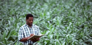 Open Data’s Effect on Food Security