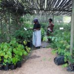 Alternate-photo-for-Indigenous-and-Local-Entrepreneurship-section-Kukula-traditional-healers-in-medicinal-plant-nursery