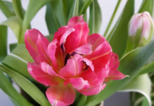 My First Week of COVID-19 in Town: a Week with More Transformations than I could Realize