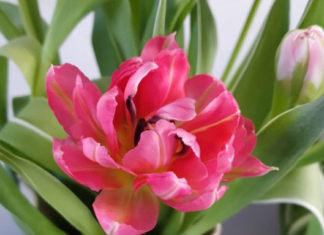 My First Week of COVID-19 in Town: a Week with More Transformations than I could Realize